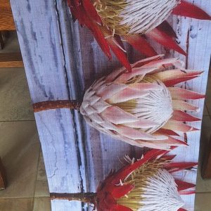 5 Proteas Runner